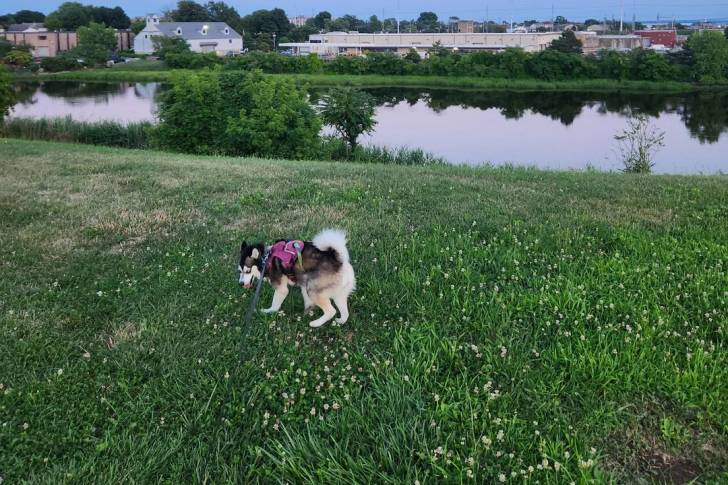 Un Alaskan Klee Kai sur une surface herbacée et qui est tenu en laisse 