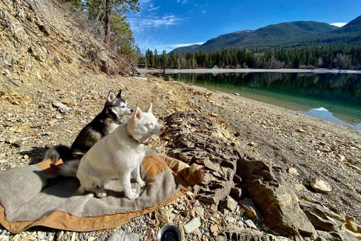 Deux Alaskan Klee Kai assis sur un tapis et portant chacun un collier autour du cou