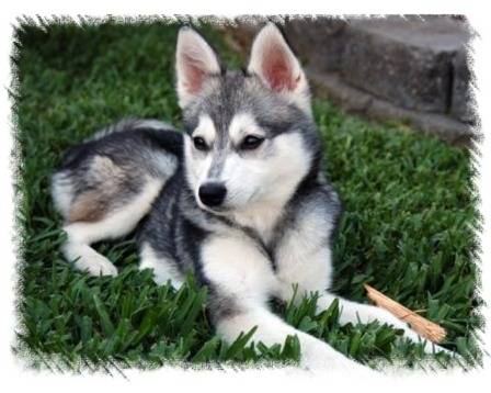 Max - Alaskan Klee Kai Mâle (2 ans)