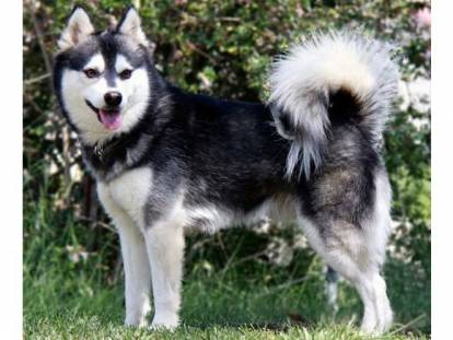 Un Alaskan Klee Kai vu de profil