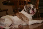 Un chien Alapaha Blue Blood Bulldog couché