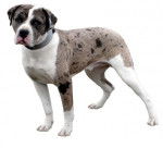 Un Alapaha Blue Blood Bulldog sur fond blanc