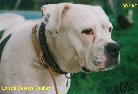 Une tête de chien Alapaha Blue Blood Bulldog blanc