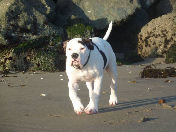 Un Alapaha Blue Blood Bulldog qui marche sur le sable