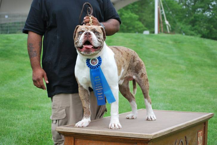 Un chien Alapaha Blue Blood Bulldog debout sur une table à un concours