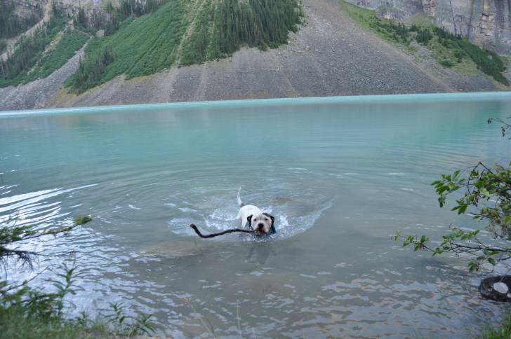 Un Alapaha Blue Blood Bulldog qui nage avec un bâton dans la gueule