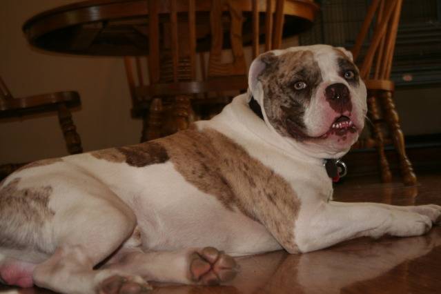 Un chien Alapaha Blue Blood Bulldog couché