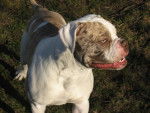 Un Alapaha Blue Blood Bulldog debout vu d'en haut