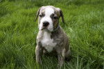 Un chiot Alapaha Blue Blood Bulldog assis