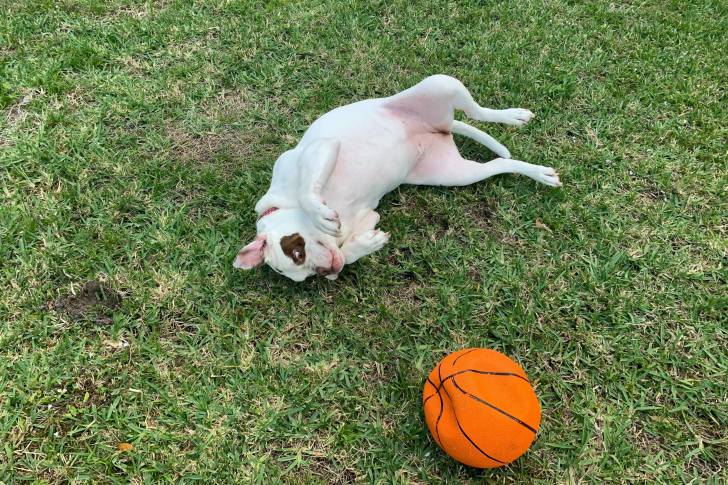 Un chiot Alapaha Blue Blood Bulldog couché sur le dos dans l'herbe