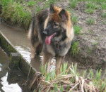 Indiana l'Altdeutsche Schäferhunde - Altdeutscher Schäferhund