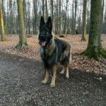 Djo - Altdeutscher Schäferhund Mâle (8 mois)