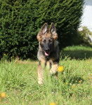 Eltänin - Altdeutscher Schäferhund (4 mois)