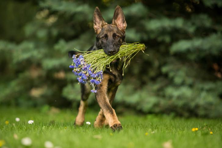 Un jeune Altdeutscher Schäferhund qui marche avec des fleurs dans la gueule