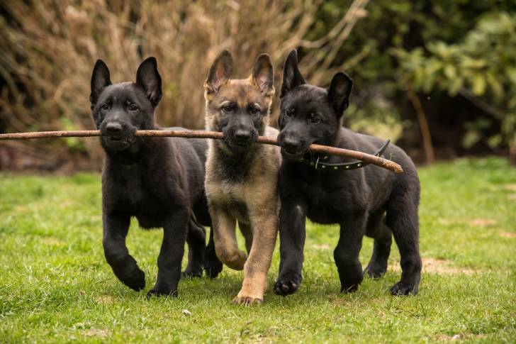 Trois chiots Altdeutscher Schäferhund qui tiennent un bâton