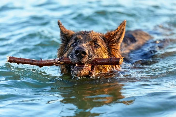 Un Altdeutscher Schäferhund en train de nager