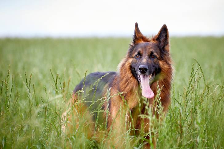 Un Altdeutscher Schäferhund avec la langue pendue