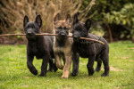Trois chiots Altdeutscher Schäferhund qui tiennent un bâton