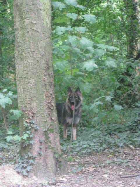 Indiana l'Altdeutsche Schäferhunde - Altdeutscher Schäferhund