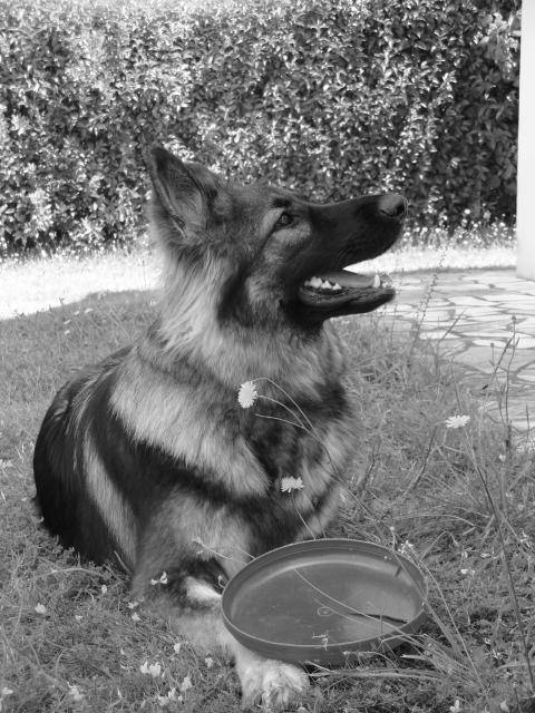 Indiana l'Altdeutsche Schäferhunde - Altdeutscher Schäferhund