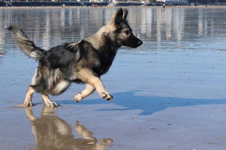 C'haërys - Altdeutscher Schäferhund Femelle (1 an)