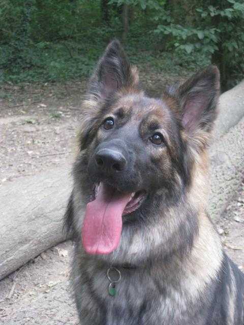 Indiana l'Altdeutsche Schäferhunde - Altdeutscher Schäferhund