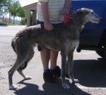 Photo American Staghound