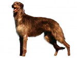 Photo American Staghound