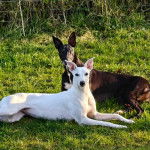 Deux American Staghound sur un terrain herbeux et regardant vers la caméra