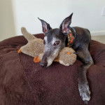 Un American Staghound allong&eacute; sur un coussin et regardant vers la cam&eacute;ra