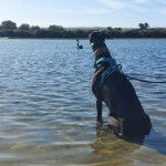 Un American Staghound assis sur une étendue d'eau portant un harnais et tenu en laisse