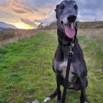 Un American Staghound assis sur un terrain herbeux tirant la langue et tenu en laisse