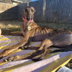 Un American Staghound alllongé sur une couverture dans un enclos