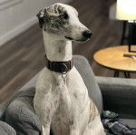 Un American Staghound assis sur un canap&eacute; et portant un collier au cou
