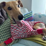 Un American Staghound allong&eacute; sur un canap&eacute; portant un habit pour chien