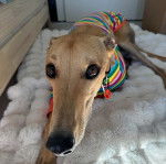 Un American Staghound allongé sur un tapis et regardant vers la caméra