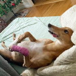 Un American Staghound allongé de dos sur un lit et ayant une patte bandée