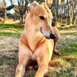 Un American Staghound allongé sur un terrain herbeux