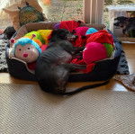 Un American Staghound allongé dans un panier