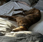 Un American Staghound allong&eacute; sur un lit et portant un collier au cou
