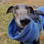  Un American Staghound portant un manteau et harnais
