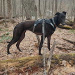 Un American Staghound portant un harnais et tenu en laisse à l'intérieure d'une forêt
