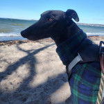 Un American Staghound sur une surface sableuse et portant un habit pour chien