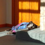 Un American Staghound allongé devant une porte et portant un manteau pour chien