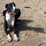 Un American Staghound allongé sur une surface sableuse et portant un collier au cou