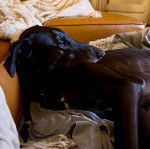 Un American Staghound allong&eacute; sur un canap&eacute; et semblant concentr&eacute; sur quelque chose