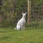 Un American Staghound assis sur un terrain herbeux et regardant vers la caméra