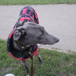 Un American Staghound portant un manteau pour chien et tenu en laisse