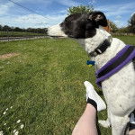 Un American Staghound sur un terrain herbeux et portant un collier au cou