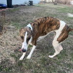 Un American Staghound sur un terrain herbeux